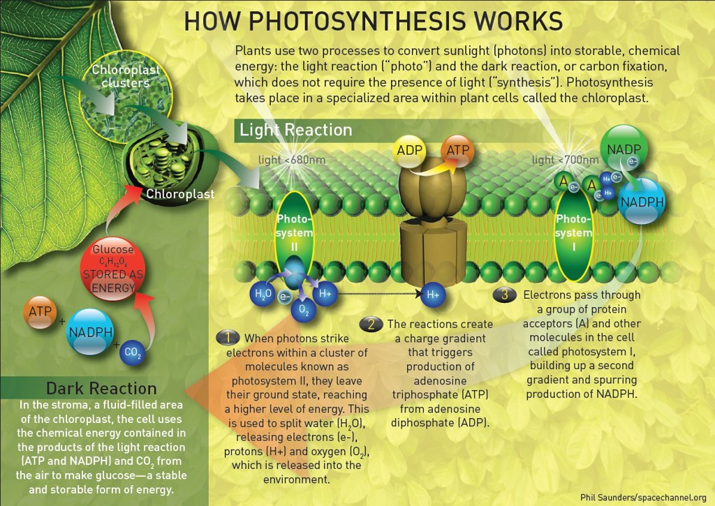 Image result for splitting water semi-Artificial photosynthesis