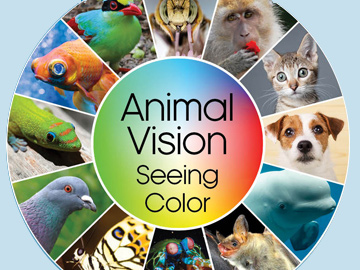 Optics & Photonics News - Animal Vision: Seeing Color