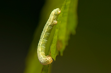 Operophtera brumata caterpillar